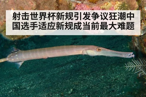 射击世界杯新规引发争议狂潮中国选手适应新规成当前最大难题